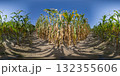 360 degree panorama of a corn field and ripe rows of corn cobs. HDRI seamless spherical 360-degree panorama of corn field 132355606