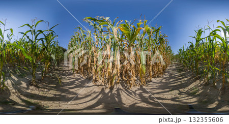 360 degree panorama of a corn field and ripe rows of corn cobs. HDRI seamless spherical 360-degree panorama of corn field 132355606