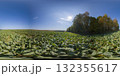 360 degree panorama of a field with beetroot leaves and forest. HDRI seamless spherical 360-degree panorama of beetroot leaves field 132355617