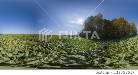 360 degree panorama of a field with beetroot leaves and forest. HDRI seamless spherical 360-degree panorama of beetroot leaves field 132355617