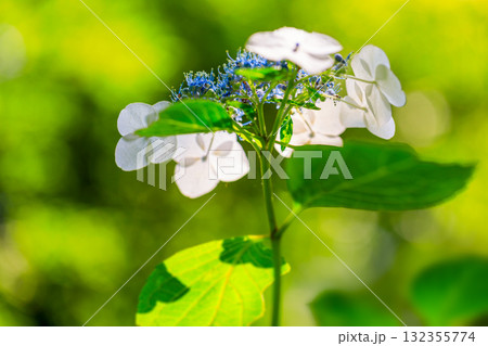 6月の花..アジサイ 132355774