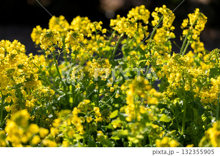 春の花 3月~5月 春の花 3月~5月 132355905