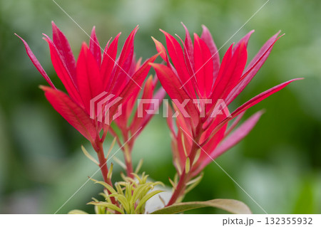 春の花　3月～5月 132355932