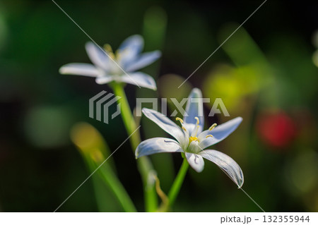 春の花　3月～5月 132355944