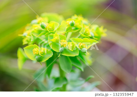 春の花　3月～5月 132355947