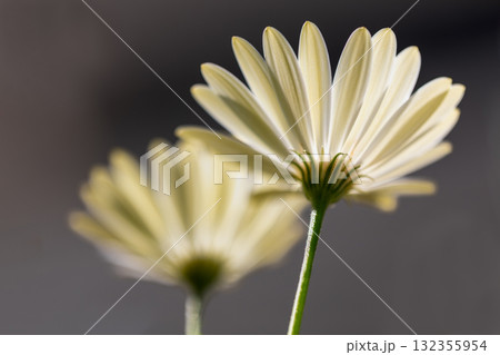 春の花 3月~5月 春の花 3月~5月 132355954