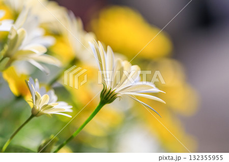 春の花　3月～5月 132355955