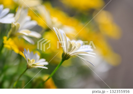 春の花 3月~5月 春の花 3月~5月 132355956