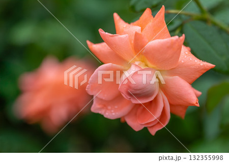 夏の花 6月~8月 夏の花 6月~8月 132355998