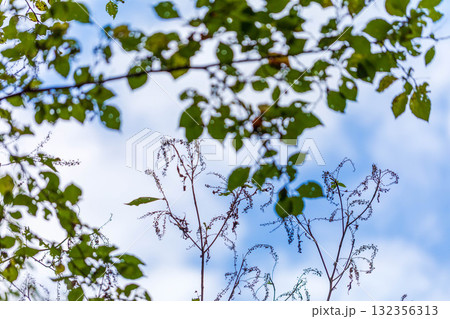 美しすぎる葉っぱ達 132356313