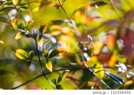 美しすぎる葉っぱ達 132356450