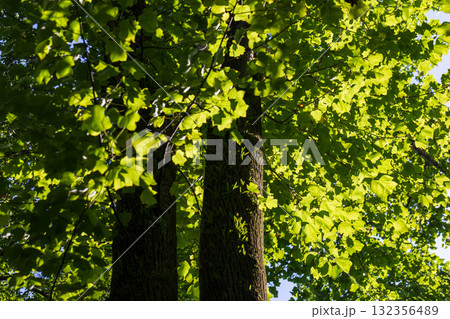 美しすぎる葉っぱ達 132356489