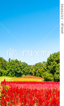 カラフルなケイトウの花畑 カラフルなケイトウの花畑 132356582