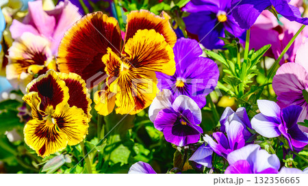 花壇のパンジーの花 132356665