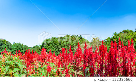 ケイトウの花畑 ケイトウの花畑 132356666