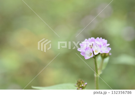 ミゾソバ 132356786