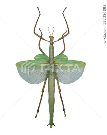 This giant stick insect, Eurycnema versirubra, showcases its large blue wings while perched upright on a branch. Its unique features highlight its remarkable camouflage ability in nature. 132356898