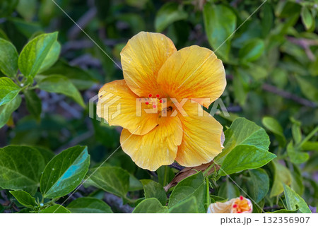 A vibrant close-up shot of a beautiful yellow-orange hibiscus flower in full bloom 132356907