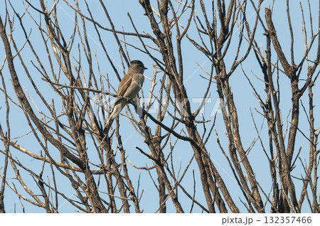 Crowned Slaty Flycatcher in Calden Forest environment, La Pampa Province, Argentina. Crowned Slaty Flycatcher in Calden Forest environment, La Pampa Province, Argentina. 132357466
