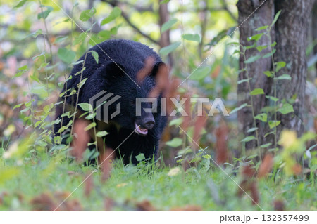 ツキノワグマ 132357499