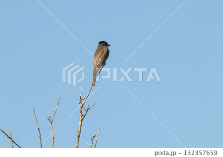 Crowned Slaty Flycatcher in Calden Forest environment, La Pampa Province, Argentina. Crowned Slaty Flycatcher in Calden Forest environment, La Pampa Province, Argentina. 132357659