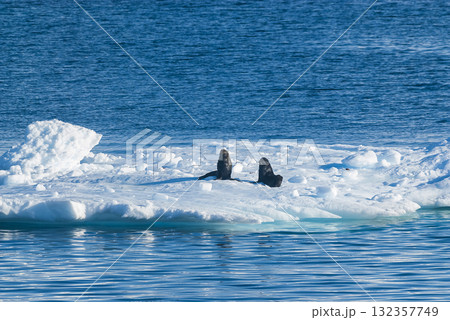 Seal on an iceberg, in a frozen landscape in Antarctica 132357749