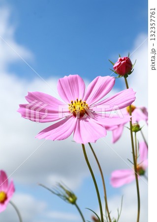 青空にアップのコスモスの花 132357761