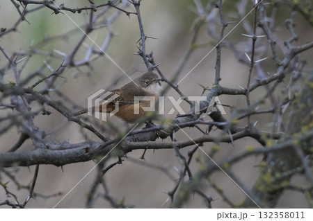 Grass Wren, in Calden Forest environment, La Pampa Province, Patagonia, Argentina. 132358011