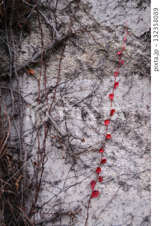 Bright red autumn leaves of a climbing plant growing on an old concrete wall. Autumn banner concept, preparing for winter, stagnation, autumn vibe 132358089
