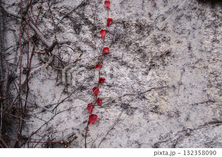 Bright red autumn leaves of a climbing plant growing on an old concrete wall. Autumn banner concept, preparing for winter, stagnation, autumn vibe 132358090