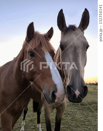 Two friendly horses looking at the camera against the backdrop of a sunset Two friendly horses looking at the camera against the backdrop of a sunset 132358141