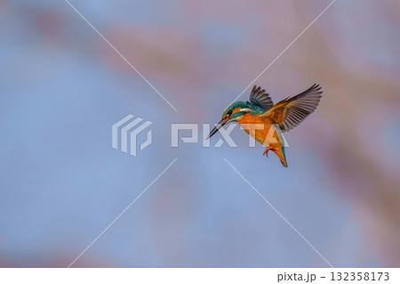 獲物を狙ってホバリングするカワセミ成鳥 132358173