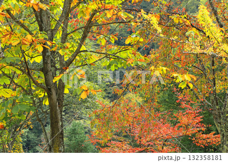 高瀬渓谷の紅葉 高瀬渓谷の紅葉 132358181