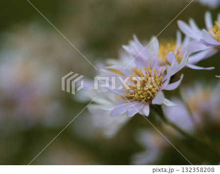 10月に咲いた紫苑(シオン)の花 10月に咲いた紫苑(シオン)の花 132358208