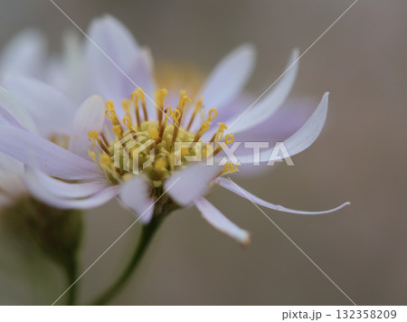 10月に咲いた紫苑(シオン)の花 10月に咲いた紫苑(シオン)の花 132358209