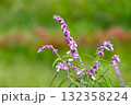秋に咲く、メキシカンブッシュセージの花 132358224