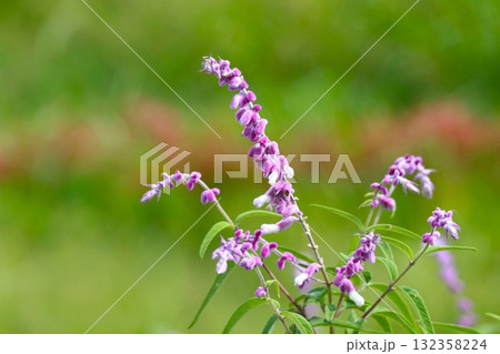 秋に咲く、メキシカンブッシュセージの花 132358224