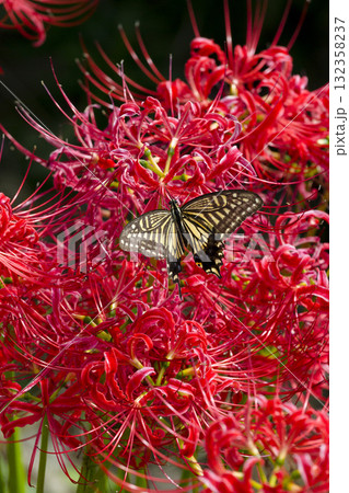 彼岸花の周りを舞うアゲハチョウ 彼岸花の周りを舞うアゲハチョウ 132358237