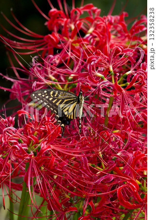 彼岸花の周りを舞うアゲハチョウ 132358238