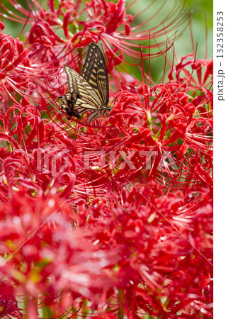 彼岸花の周りを舞うアゲハチョウ 132358253