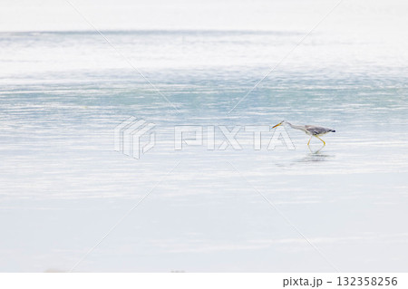 アオサギ 132358256