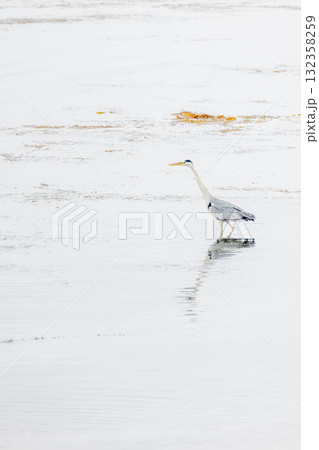 アオサギ 132358259
