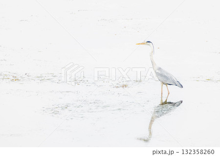 アオサギ 132358260