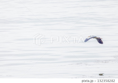 アオサギ 132358282