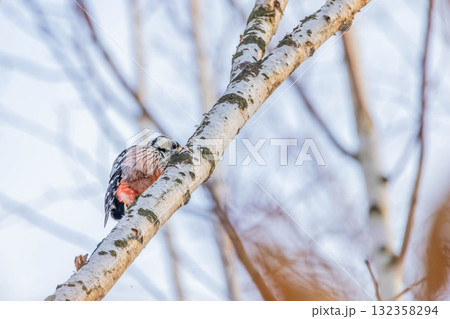 アカゲラ アカゲラ 132358294