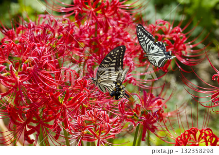 彼岸花の周りを舞うアゲハチョウ 彼岸花の周りを舞うアゲハチョウ 132358298