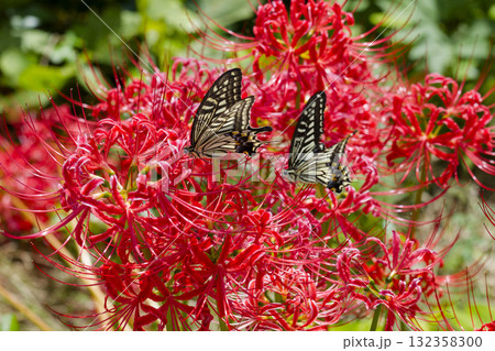彼岸花の周りを舞うアゲハチョウ 彼岸花の周りを舞うアゲハチョウ 132358300