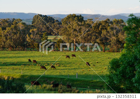 Grazing cattle - Yering 132358311