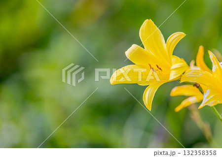 エゾキスゲ 132358358