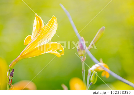 エゾキスゲ エゾキスゲ 132358359